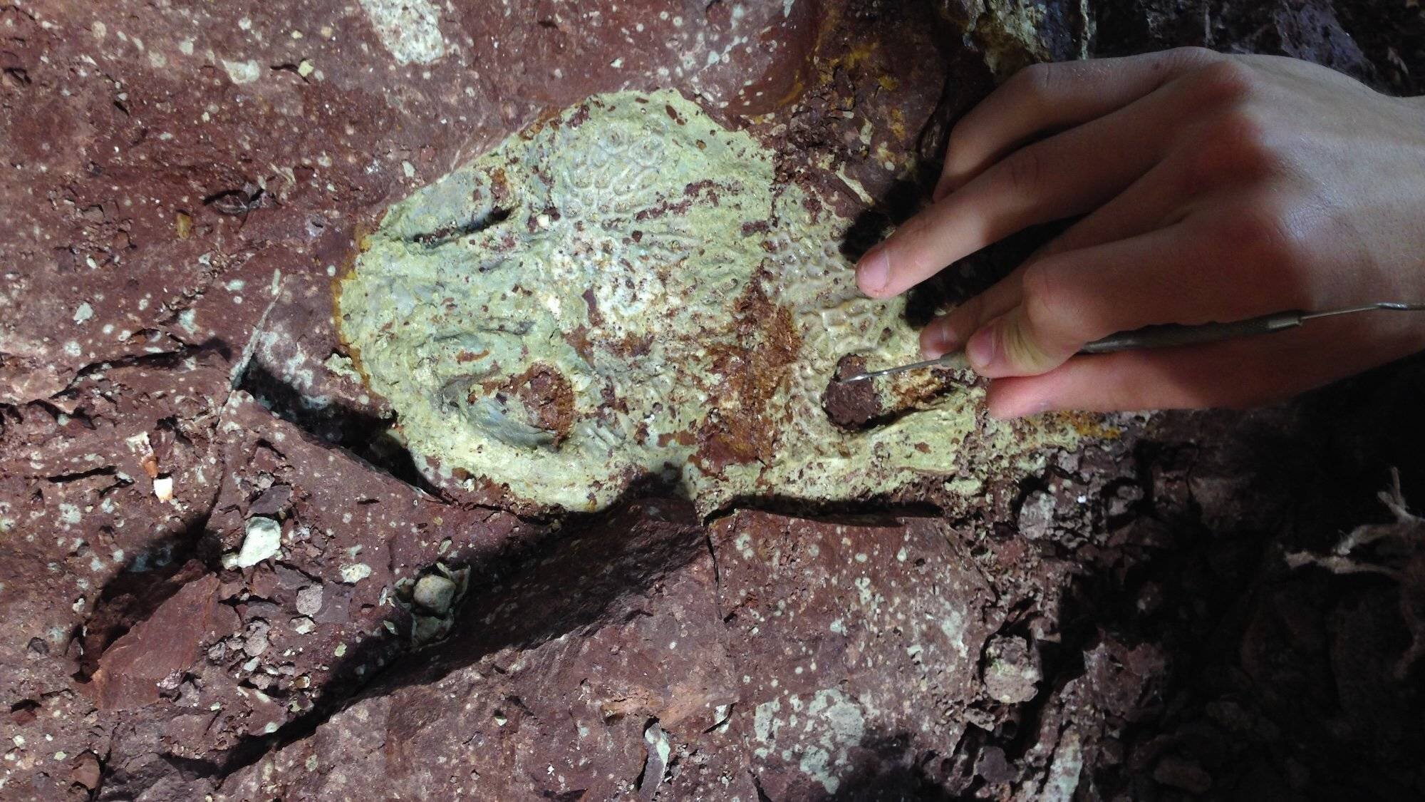 Excavation de fossiles d'amphibiens anciens