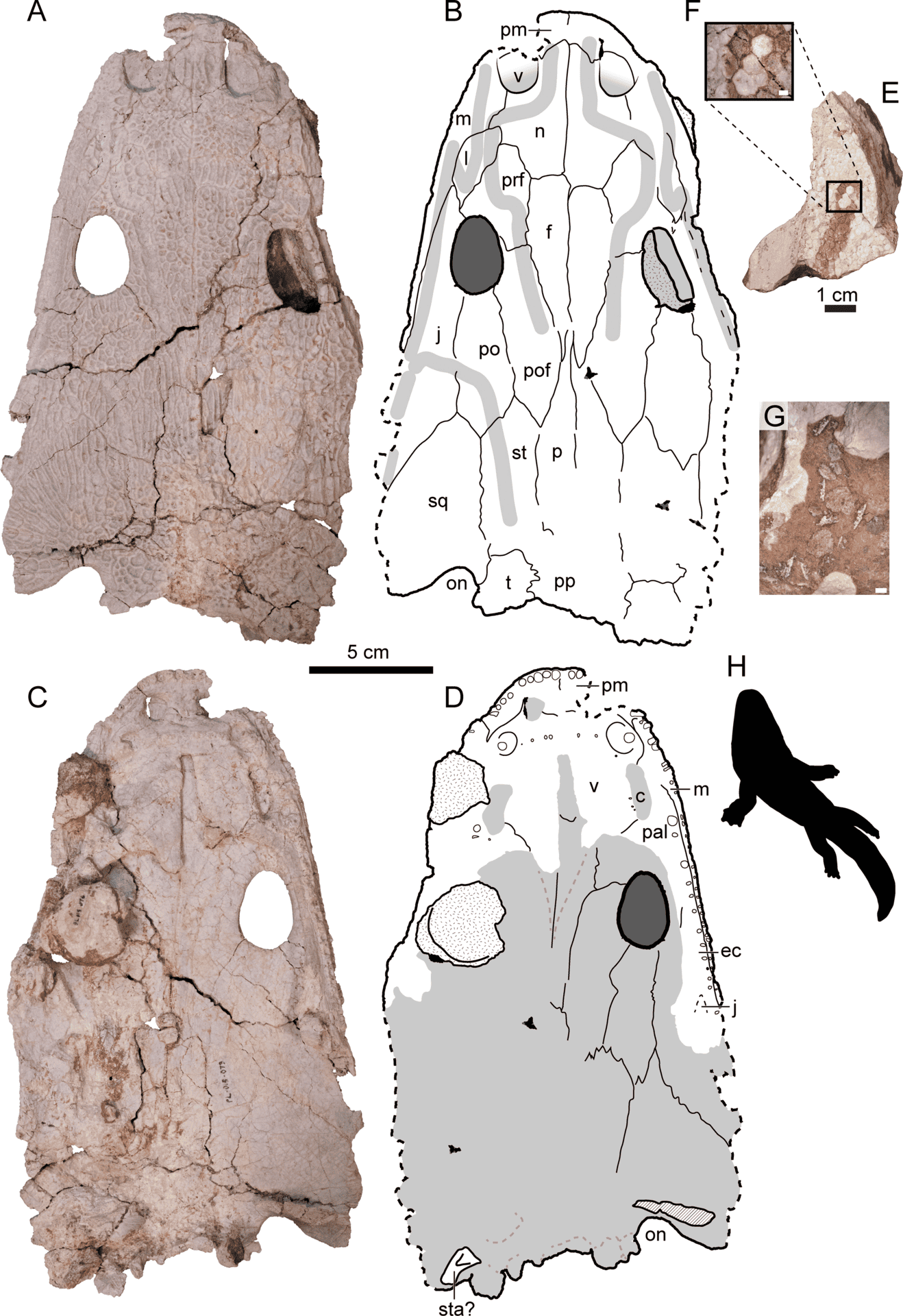 Fossiles de crânes d'amphibiens anciens