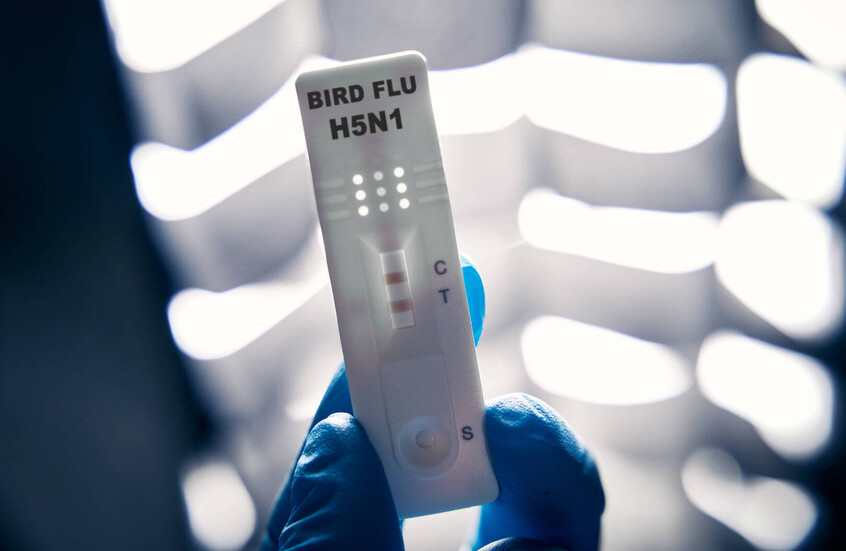Infection humaine par la grippe aviaire au Mexique