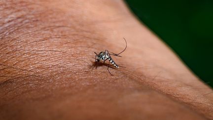 Un moustique tigre, insecte connu pour transmettre le virus du chikungunya, le 31 août 2024 à Tehatta (Inde)
