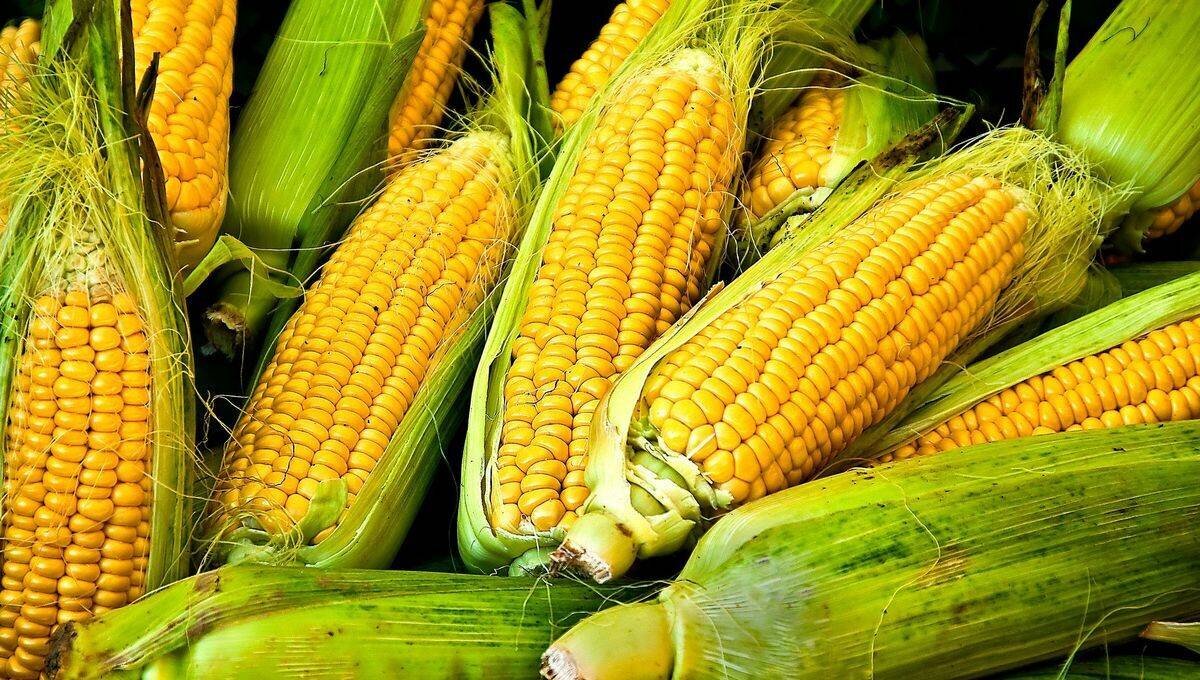 Le maïs pour la pêche
