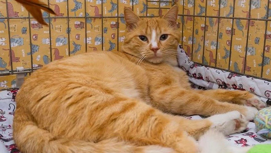 Vassili, le chat majestueux à la recherche d'un foyer