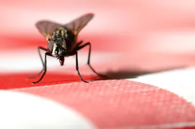 Mouche sur une surface rouge et blanche