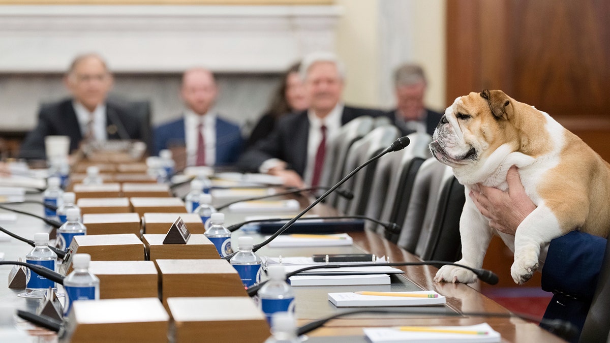 Babydog Justice assise à la table du Comité de l'Agriculture