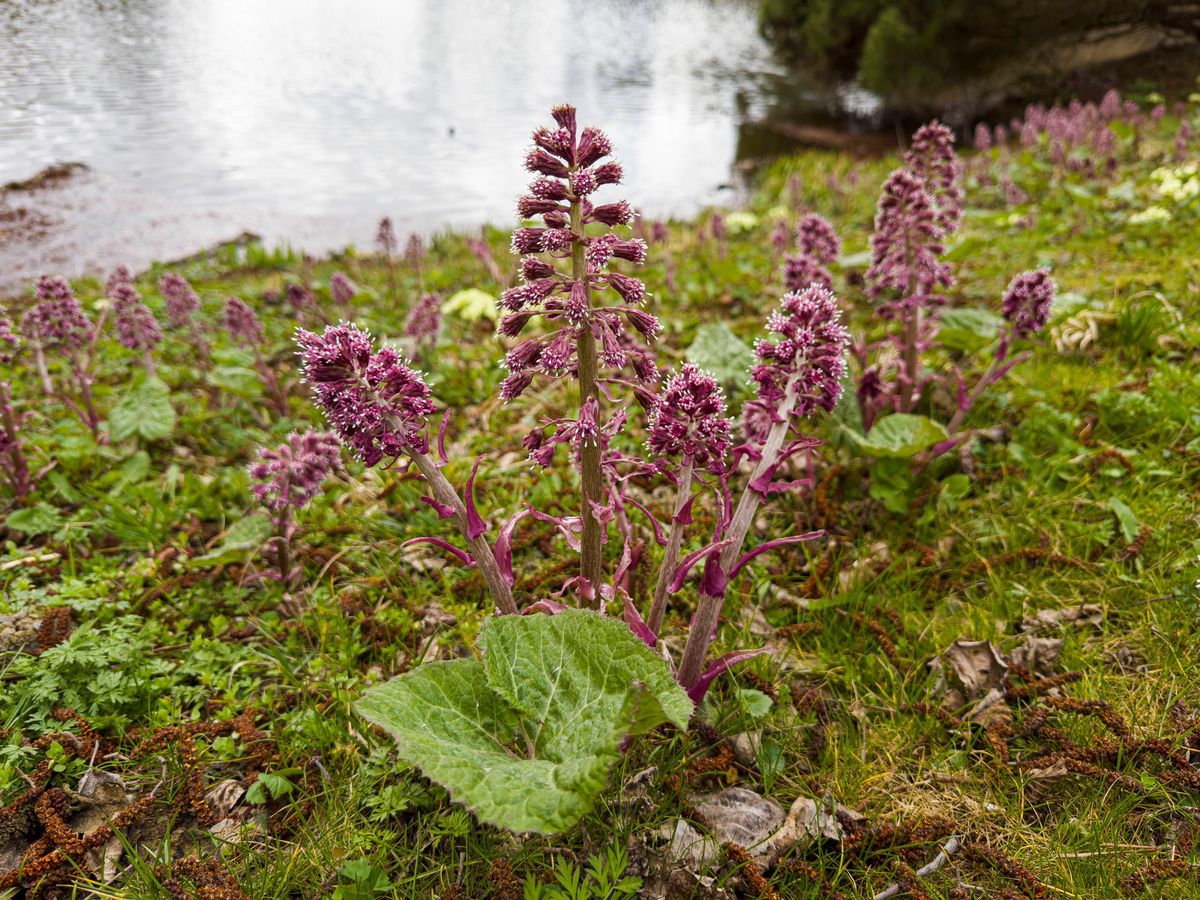 Pestwurz en fleurs