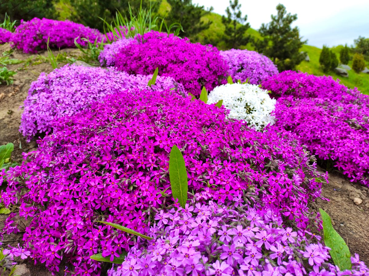 Phlox, plante à fleurs roses