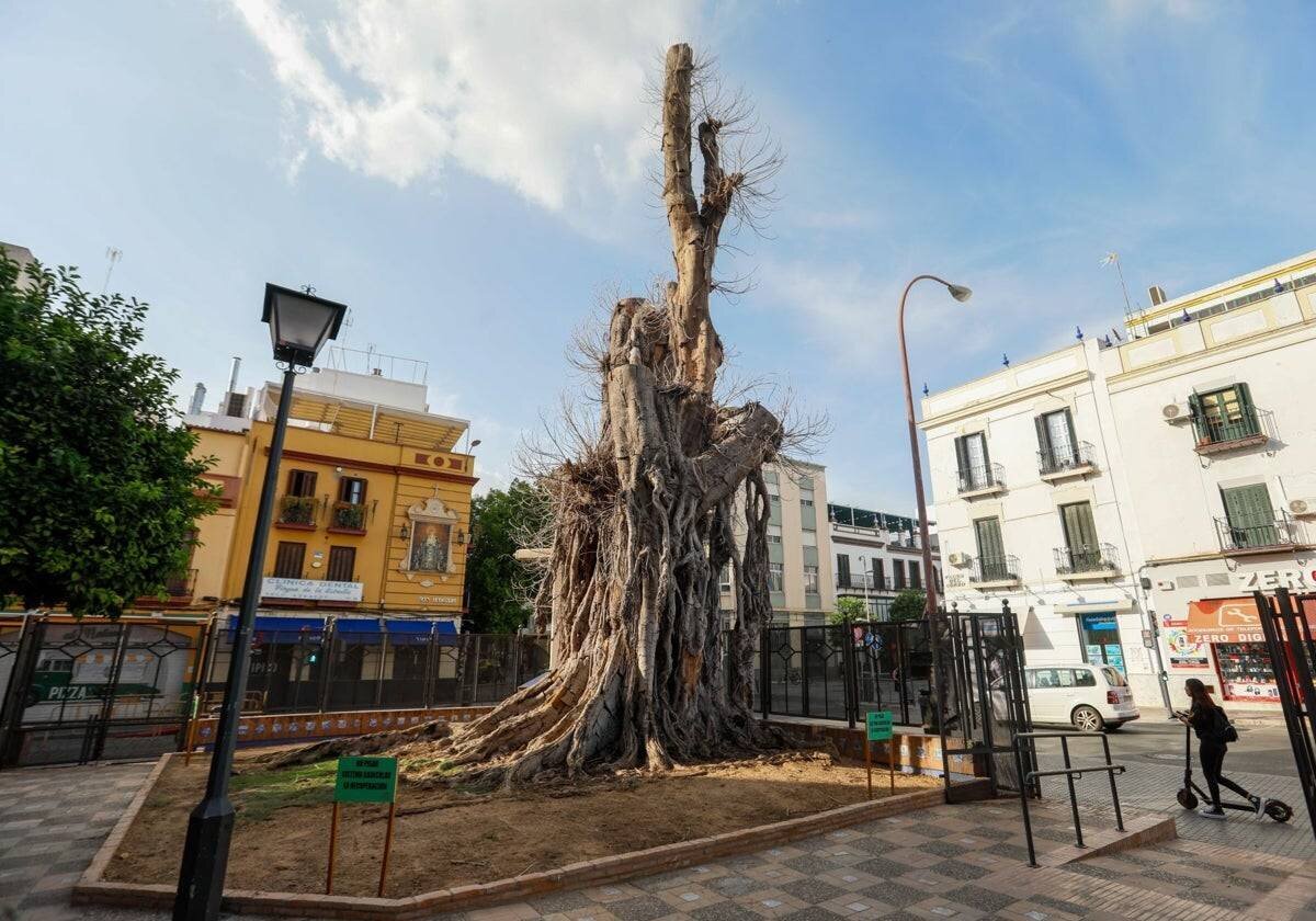 Le Ficus de San Jacinto à Séville