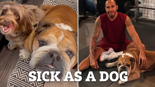 Roscoe, le chien de Lewis Hamilton
