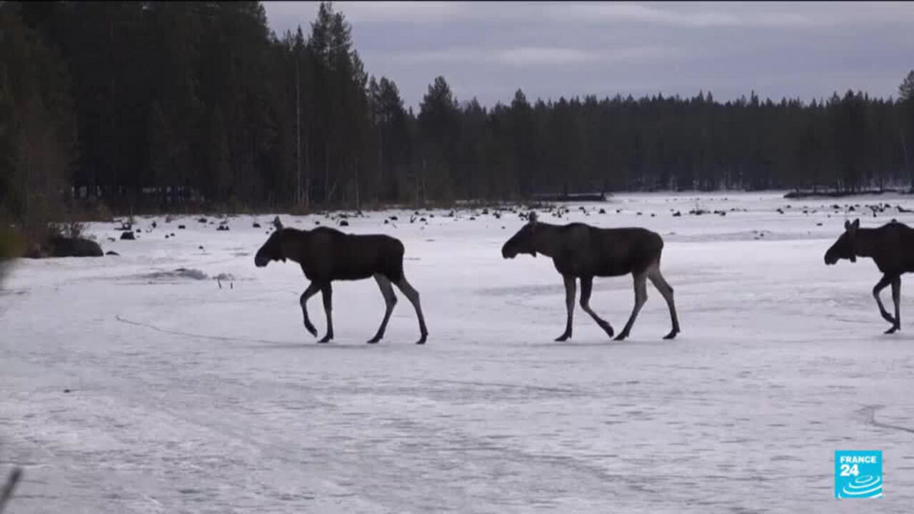 Orignal traversant la rivière lors de la migration