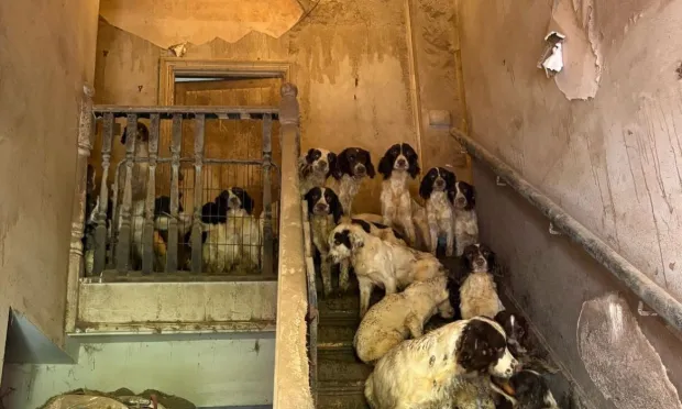 Des chiens vivant dans une maison insalubre à Tickhill, Doncaster