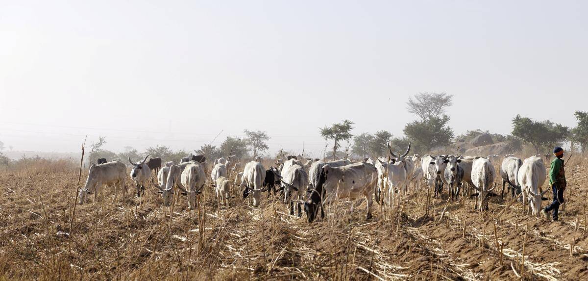 Éleveur sur le terrain dans la commune de Maraban Dare, État du Plateau, 07.02.2024
