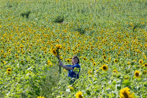 Champ de tournesols