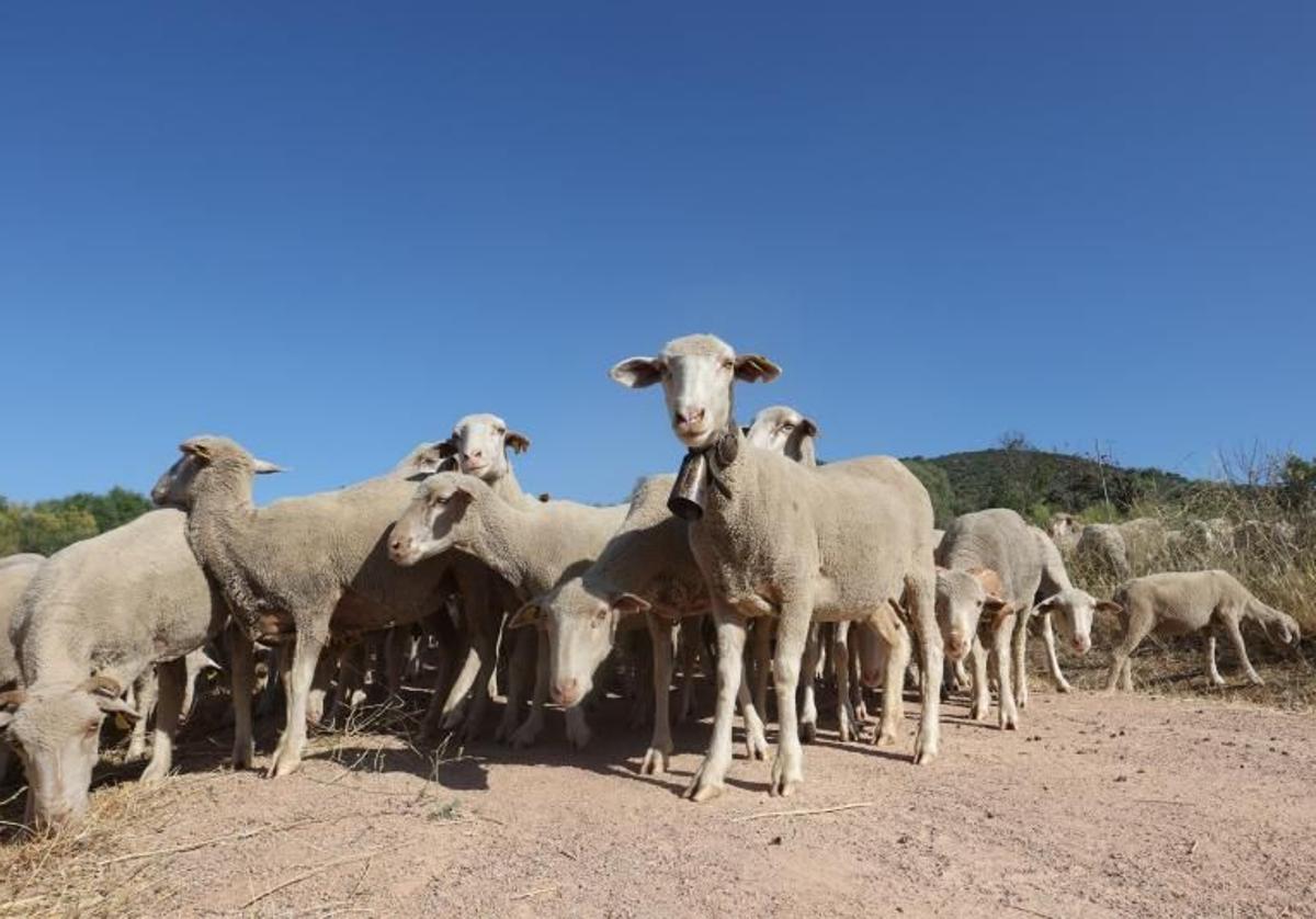 Troupeau de moutons