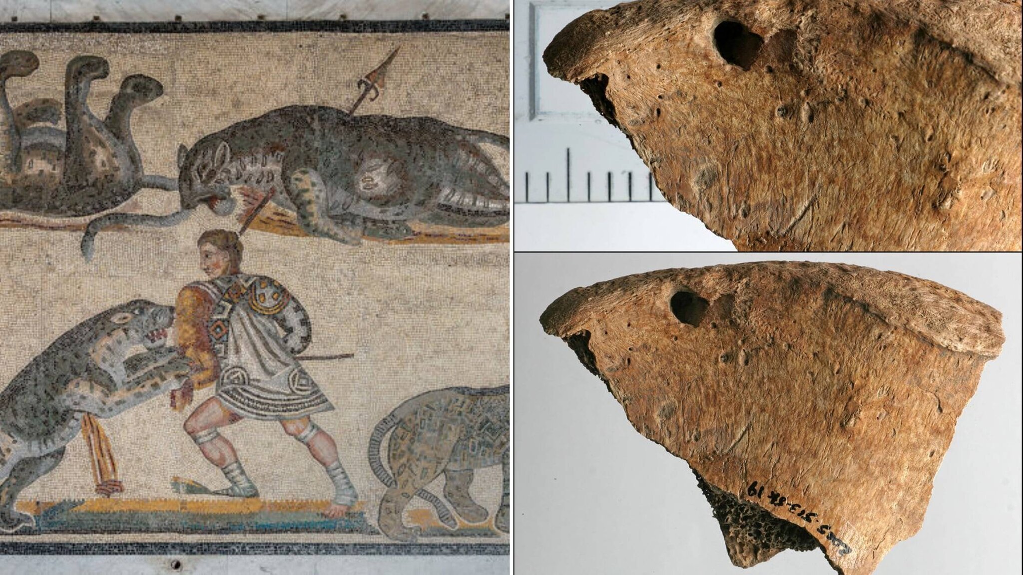 Gladiateur et grand félin