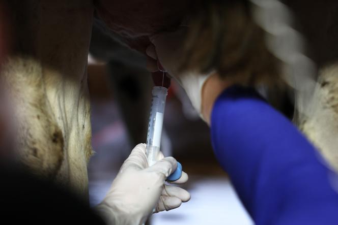 Un échantillon de lait est prélevé sur une vache d’un troupeau pour un test virologique, à la Cornell Teaching Dairy Barn de l’université Cornell, le 11 décembre 2024, à Ithaca (New York), aux Etats-Unis.