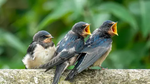 Trois oisillons d'hirondelle sur une branche, les deux plus grands ouvrant le bec pour être nourris