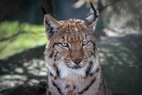 Lynx avec des rayures distinctes orange, noires et blanches regardant vers la caméra
