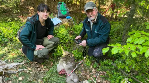 Deux personnes accroupies près d'une carcasse de chevreuil dans la forêt noire