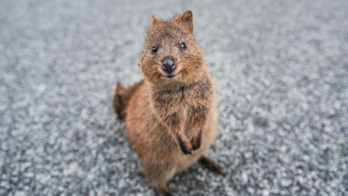 Quokkas sur l'île de Rottnest, Australie
