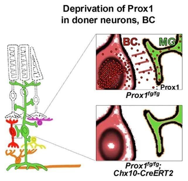 Blocage de Prox1 stimulant la régénération des cellules gliales de Müller