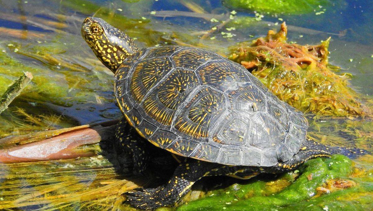 Quelles tortues en Charente-Maritime