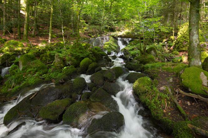 Une forêt dans la vallée de la Wormsa dans les Vosges.