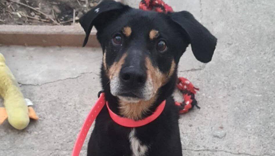 Chiens dans la nature