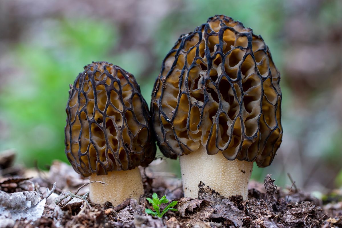 Deux morilles coniques, une espèce de champignon comestible, poussant sur le sol forestier.