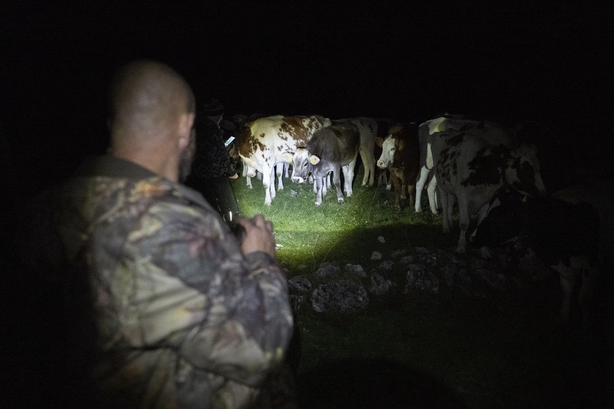 Patrouille nocturne dans la vallée de Joux observant des vaches sous une lampe torche