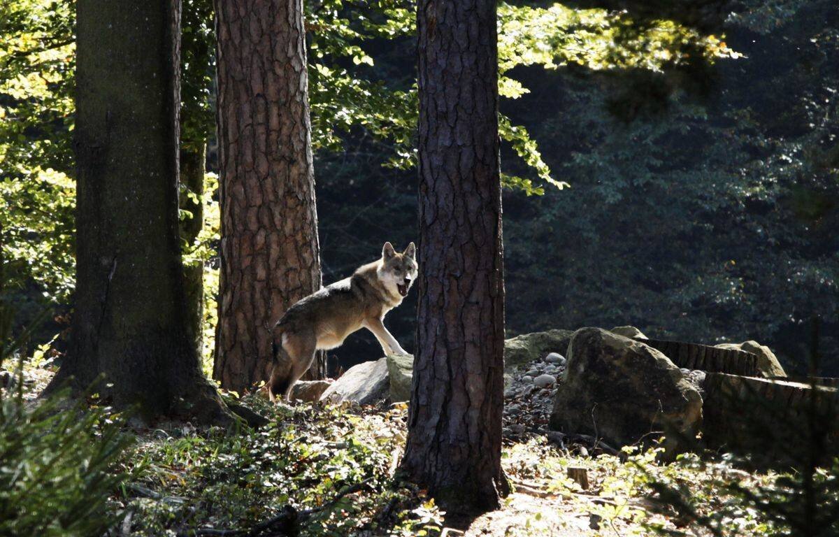 La louve Dajana à Bruderhaus, Winterthur, entourée d’arbres et baignée de lumière, le 7 octobre 2009.