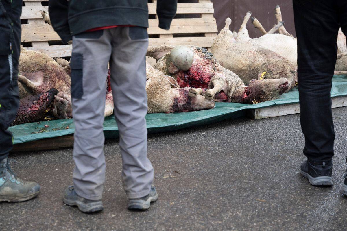 Dix moutons morts gisant sur le sol à Valeyres-sous-Rances après une attaque probable de loup, avec deux personnes debout à proximité. ©Florian Cella / Tamedia