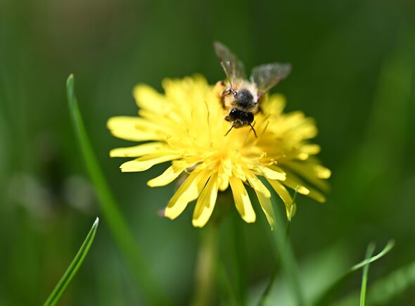 Abeilles en Turquie collectant du pollen de printemps