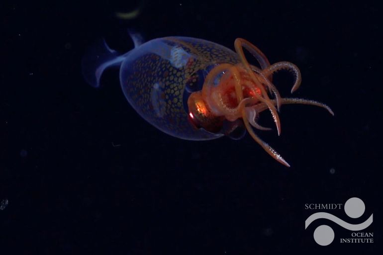 Premier aperçu vivant confirmé du calmar géant dans son habitat naturel depuis sa découverte en 1925 (Institut Schmidt des Océans)