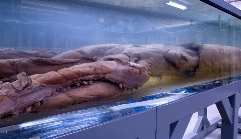 Échantillons rares ont permis aux scientifiques de formuler des hypothèses sur ces grands invertébrés (Musée d’Histoire Naturelle, Londres)