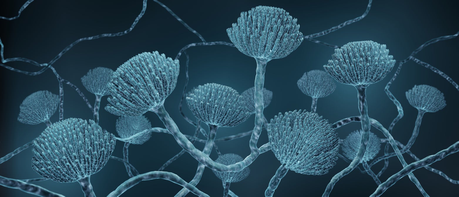 Aspergillus peut provoquer des maladies pulmonaires