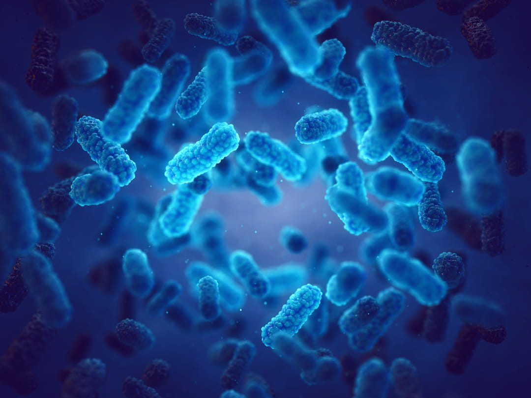 Bactéries E. coli productrices de colibactine dans le côlon
