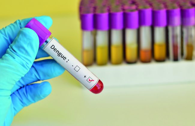 Moustique Aedes aegypti vecteur de la dengue