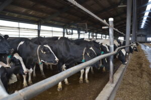 Vaches laitières dans l'Idaho touchées par la grippe aviaire H5N1