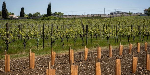 De nombreux viticulteurs cognaçais ont planté de nouvelles vignes ces dernières années, portés par les prévisions de croissance.
