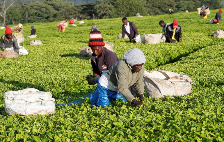 Récolte du thé dans le comté de Nandi, Kenya