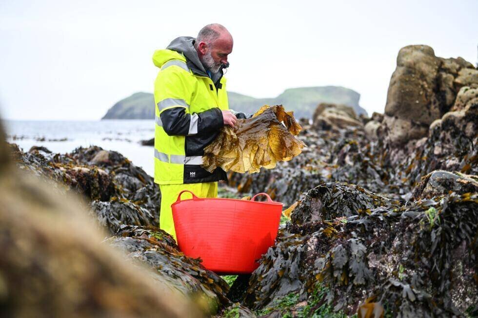 Récolte de laminaire sucrée, une algue utilisée dans la fabrication du gin produit par la distillerie de l'île de Harris, le 28 avril 2025 à Tarbert, en Ecosse