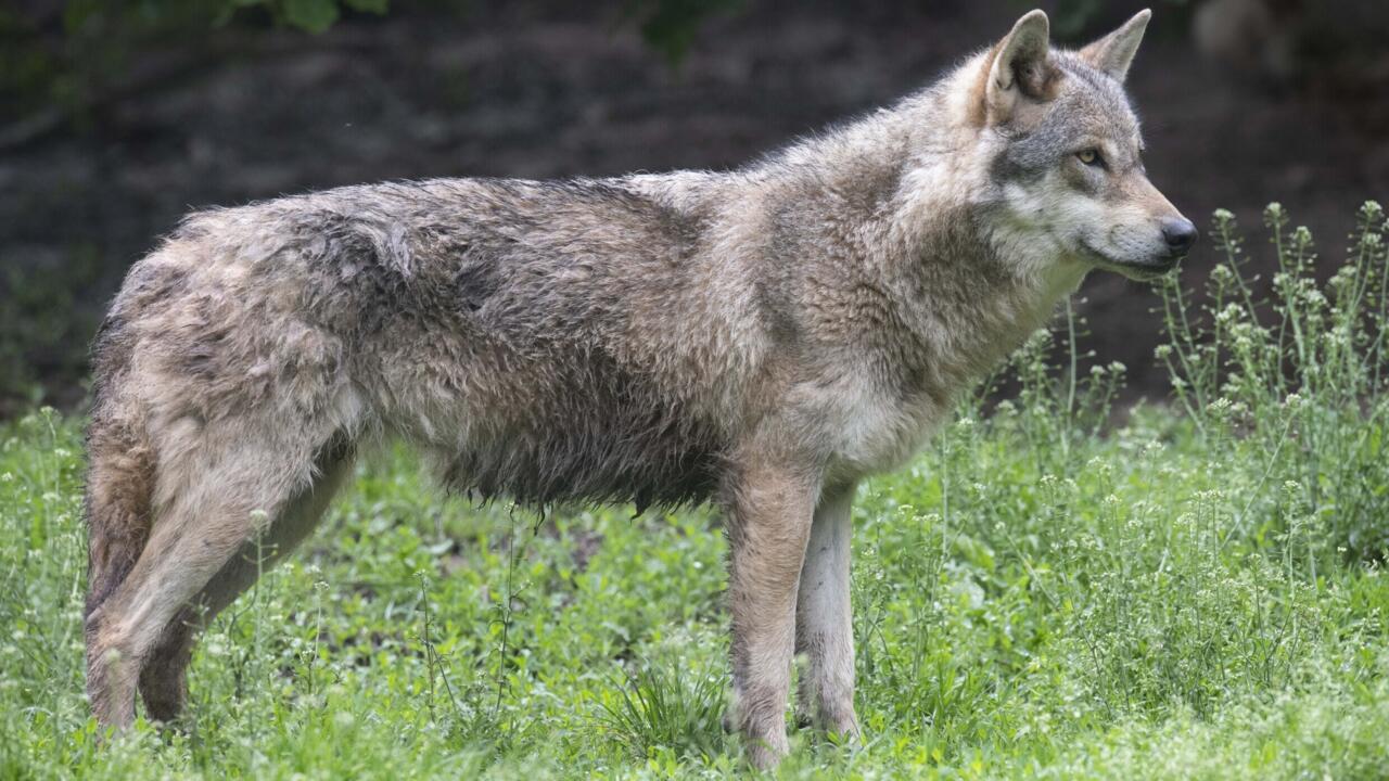 Les eurodéputés votent jeudi 8 mai sur le déclassement du statut du loup, qui sera désormais sur le territoire de l'UE un espèce 'protégée' et non plus 'strictement protégée'