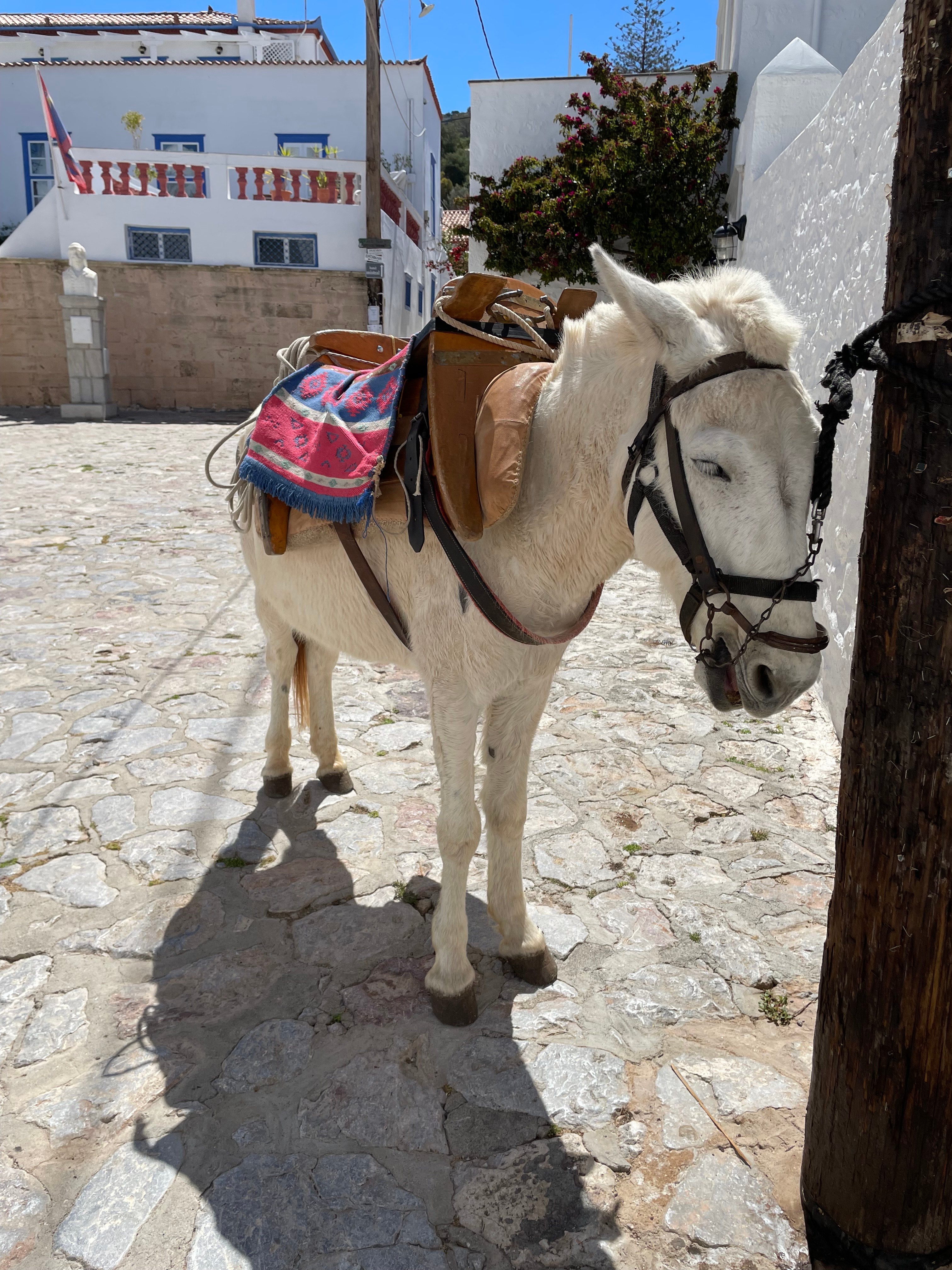 Un âne servant de moyen de transport sur l'île sans voitures d'Hydra