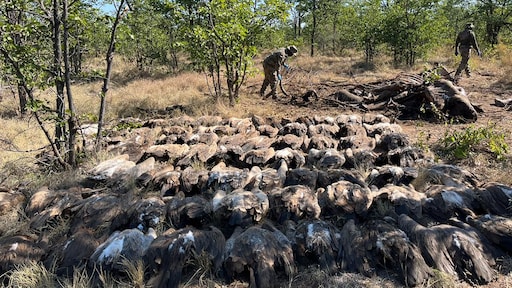 Vautours empoisonnés après avoir consommé un éléphant dans le parc Kruger en Afrique du Sud