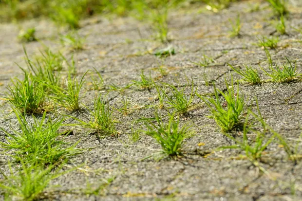 Divers outils et astuces pour désherber naturellement