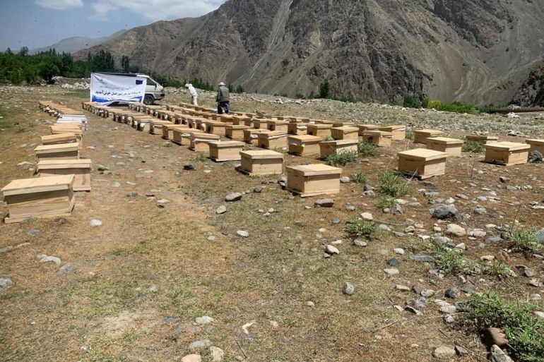 Ruches en Afghanistan, source importante de revenus pour les familles et soutien à l'économie locale