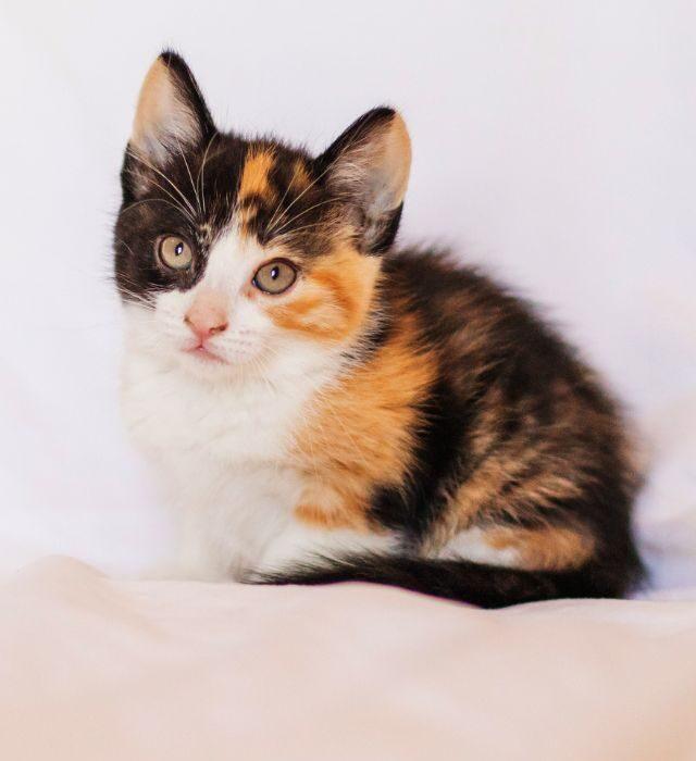 Chaton tricolore noir, blanc et roux