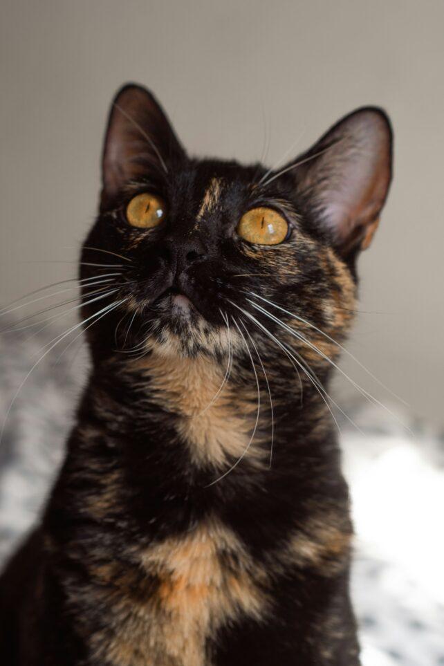 Chat écaille de tortue avec un pelage noir parsemé d'orange