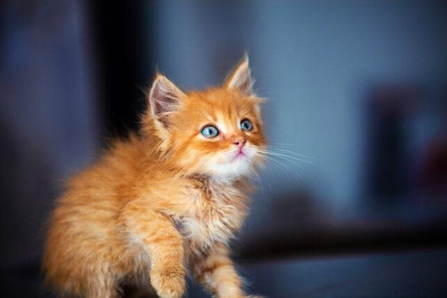 Il a fallu 60 ans aux scientifiques pour découvrir le gène qui fait que les chats roux sont généralement des mâles