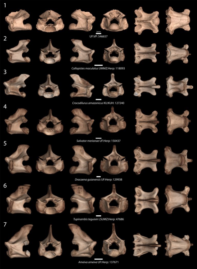 Comparaison entre la salamandre Tégu et la vertèbre fossile grâce à l'intelligence artificielle